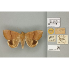 /filer/webapps/moths/media/images/D/dmoe_Achaea_ST_BMNH_03a.jpg
