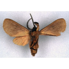 /filer/webapps/moths/media/images/D/dracoena_Metarctia_HT_RMCA_02.jpg