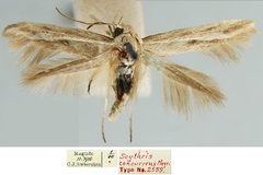 Scythris concurrens