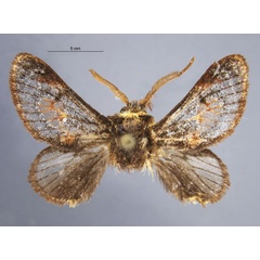 /filer/webapps/moths/media/images/C/chirindensis_Vansoniella_HT_TMSA.jpg