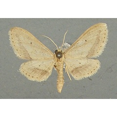 /filer/webapps/moths/media/images/A/associata_Idaea_AM_TMSA.jpg