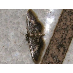 /filer/webapps/moths/media/images/A/apoa_Idaea_A_Goff_02.jpg