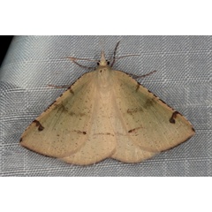 /filer/webapps/moths/media/images/B/biskraria_illiturata_Lhommeia_A_Heyns_01.jpg
