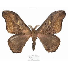 /filer/webapps/moths/media/images/T/trefurthi_Micragone_AM_Basquin.jpg