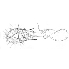 /filer/webapps/moths/media/images/S/seladonia_Rubrograptis_GFHT_ISEA.jpg