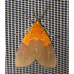 /filer/webapps/moths/media/images/B/borbonica_Asota_AM_Bippus.jpg