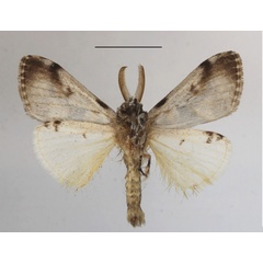 /filer/webapps/moths/media/images/R/rocana_Dasychira_AM_MGCLb_01.JPG