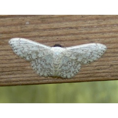 /filer/webapps/moths/media/images/O/ossicolor_Scopula_A_Goff.jpg