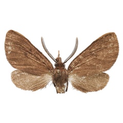 /filer/webapps/moths/media/images/U/unipuncta_Owambarctia_HT_RMCA.jpg