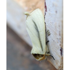 /filer/webapps/moths/media/images/S/simplex_Antheua_A_Voaden.jpg