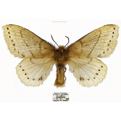 /filer/webapps/moths/media/images/D/dargei_Philotherma_PTF_Basquin.jpg