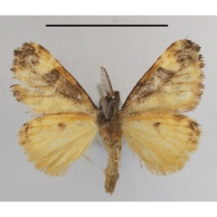 /filer/webapps/moths/media/images/O/ochreoguttata_Dasychira_AM_MGCLb_01.JPG