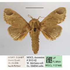 /filer/webapps/moths/media/images/S/sordida_Rhypteira_A_MGCLa_03.jpg