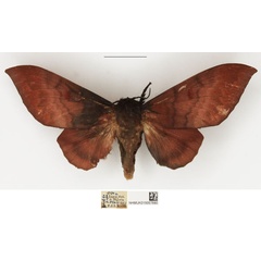 /filer/webapps/moths/media/images/S/schultzei_Afrocesa_AF_NHMUK.jpg
