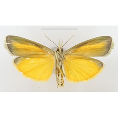 /filer/webapps/moths/media/images/S/sganzini_Sindris_AF_ANHRTb.jpg