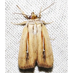 /filer/webapps/moths/media/images/H/hamata_Mythimna_A_Braun_19.jpg