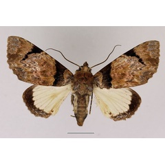 /filer/webapps/moths/media/images/M/magnifica_Amblyprora_AM_Basquin_02.jpg