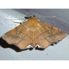 /filer/webapps/moths/media/images/C/caffra_Gracilodes_A_Hancock.JPG