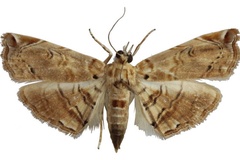 Melouia aspidophoralis