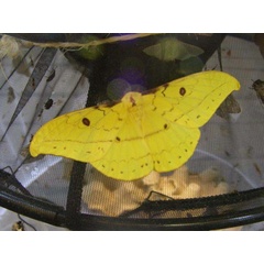/filer/webapps/moths/media/images/G/genoviefae_Tagoropsis_A_Waring.jpg