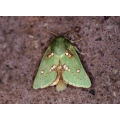 /filer/webapps/moths/media/images/A/aetitis_Taeda_A_Roland_04.jpg