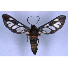 /filer/webapps/moths/media/images/R/rotundata_Metamicroptera_LT_RMCA_03.jpg