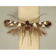 /filer/webapps/moths/media/images/A/argyrocelis_Metriochroa_PT_TMSA6337.jpg