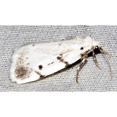 /filer/webapps/moths/media/images/M/marshalli_Cyana_A_Braun_04.jpg