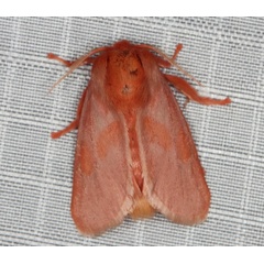 /filer/webapps/moths/media/images/L/lateritia_Micraphe_A_Heyns_01.jpg