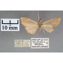 /filer/webapps/moths/media/images/C/caffralis_Crocidophora_PT_OUMNH_02.jpg