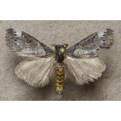 /filer/webapps/moths/media/images/X/xanthosoma_Lymantriades_A_Butler.jpg