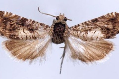 Coccothera kingstoni