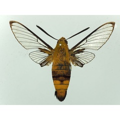 /filer/webapps/moths/media/images/V/virescens_Cephonodes_AM_Basquin_05a.jpg