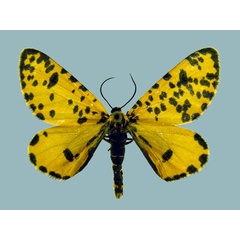 /filer/webapps/moths/media/images/G/geometrina_Zerenopsis_AM_Staude.jpg