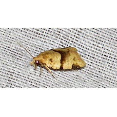 /filer/webapps/moths/media/images/P/prona_Clepsis_A_Braun_04.jpg