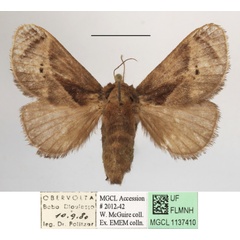 /filer/webapps/moths/media/images/A/anacompa_Teinorhyncha_A_MGCLa_01.jpg