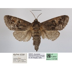 /filer/webapps/moths/media/images/R/rectangulatus_Brachylia_AF_MGCLa_02.JPG