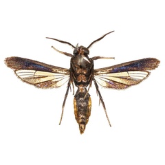 /filer/webapps/moths/media/images/A/aurea_Similisynagris_AM_COGMb.jpg