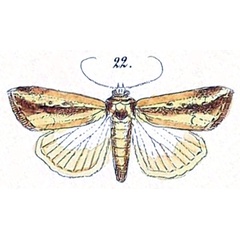 /filer/webapps/moths/media/images/T/tacuna_Leucania_HT_Felder_1874_110-22.jpg