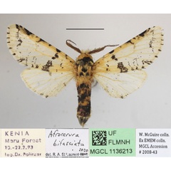 /filer/webapps/moths/media/images/B/bifasciata_Afrocerura_A_MGCLa_01.JPG