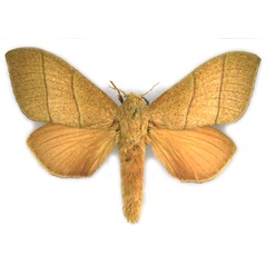 /filer/webapps/moths/media/images/A/androphila_Pachypasa_PTF_MfN.jpg