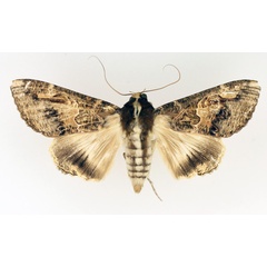 /filer/webapps/moths/media/images/C/chlorea_Sphingomorpha_AF_TMSA_01.jpg