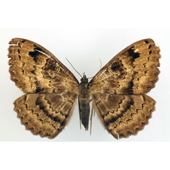 /filer/webapps/moths/media/images/A/atavistis_Erebus_AM_TMSA_01.jpg