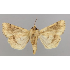 /filer/webapps/moths/media/images/N/natalensis_Mythimna_A_RMCA_02.jpg