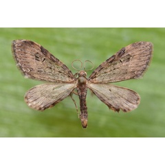/filer/webapps/moths/media/images/I/infelix_Eupithecia_A_Butler.jpg