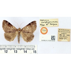 /filer/webapps/moths/media/images/P/porphyrescens_Ophiusa_HT_BMNH.jpg