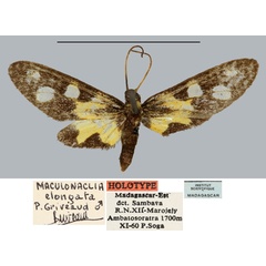 /filer/webapps/moths/media/images/E/elongata_Maculonaclia_HT_MNHN.jpg