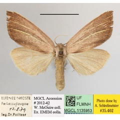 /filer/webapps/moths/media/images/S/sesamiodes_Notoxantha_A_MGCLa_03.JPG