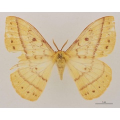 /filer/webapps/moths/media/images/N/nyikensis_Tagoropsiella_HT_RBINS_01.jpg