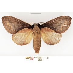 /filer/webapps/moths/media/images/P/pachyla_Nadiasa_AT_NHMUK.jpg